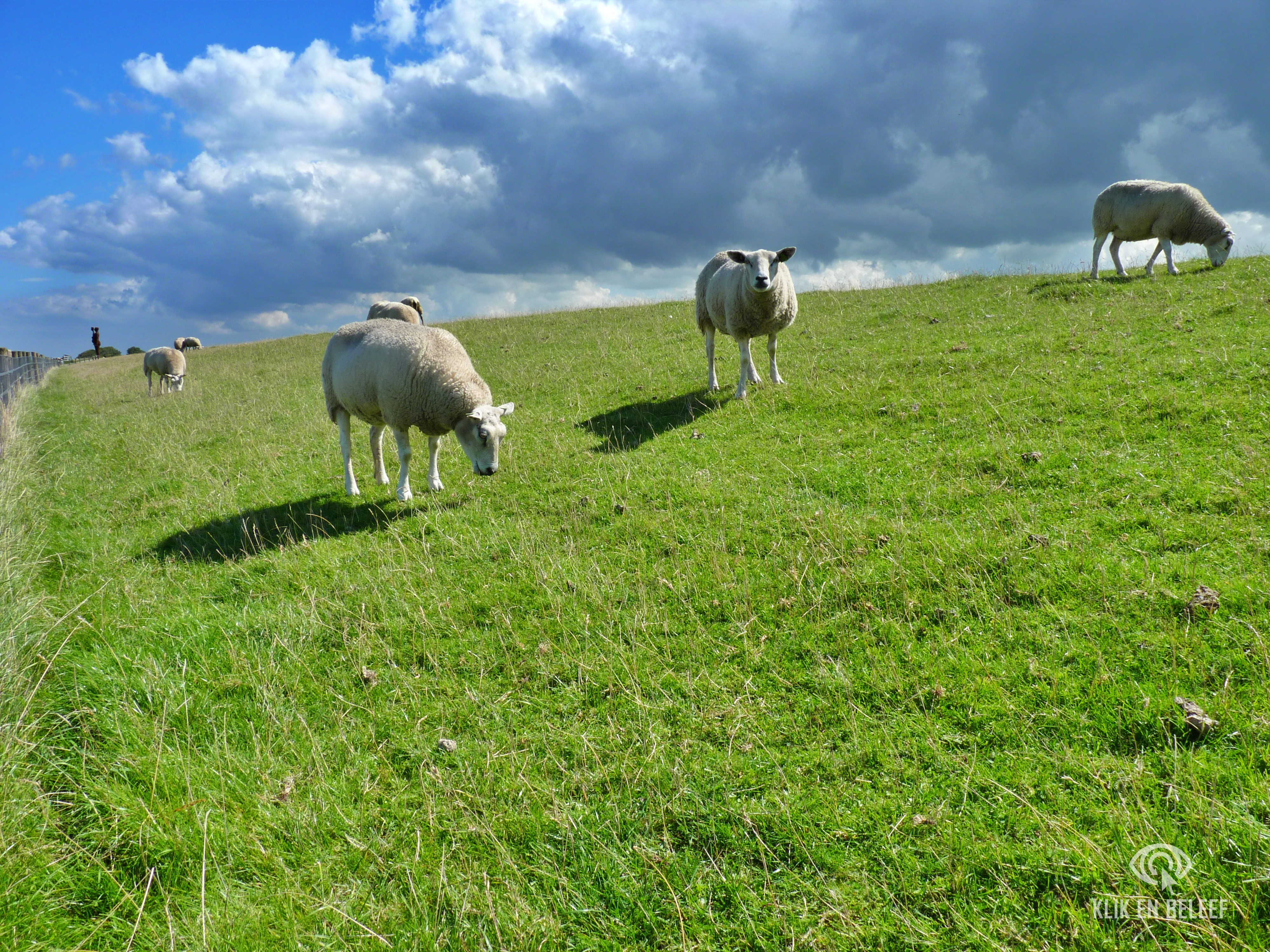 Schapen dijk_Klik en Beleef
